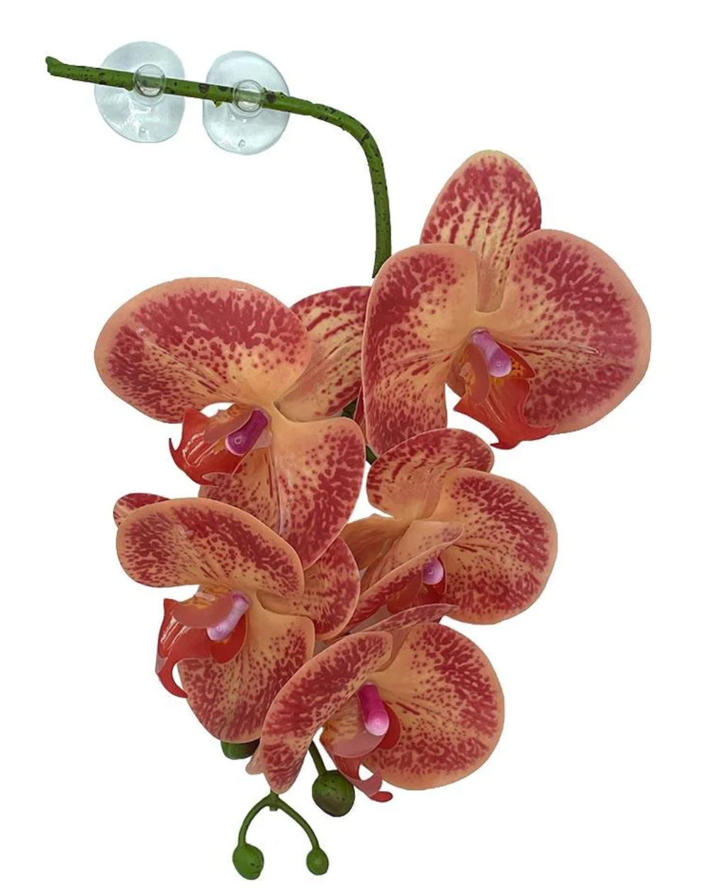hanging plants orchids Hanging Orchids -Orange and Yellow – I Heart Geckos