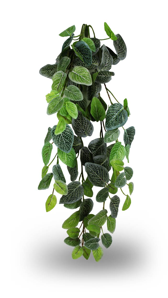 hanging bush plant Pangea Fittonia Hanging Bush