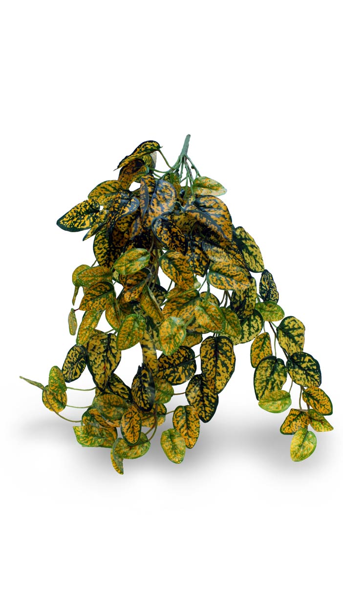 hanging bush plant Pangea Japanese Laurel Hanging Bush – I Heart Geckos