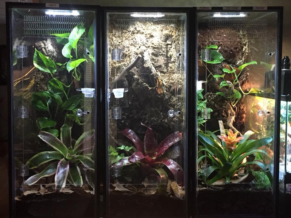 20 Gallon LONG or Gallon Aquarium Gecko/Arboreal Conversion Kit – I Heart Geckos